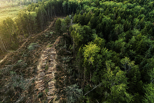 Aerial drone view of clear cutting.