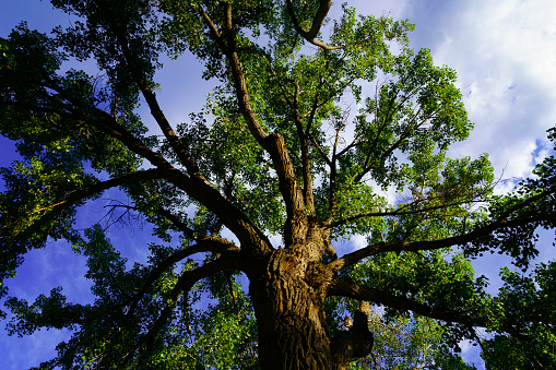 Wide Angle View Looking Up Cottonwood Tree - Nature image series.