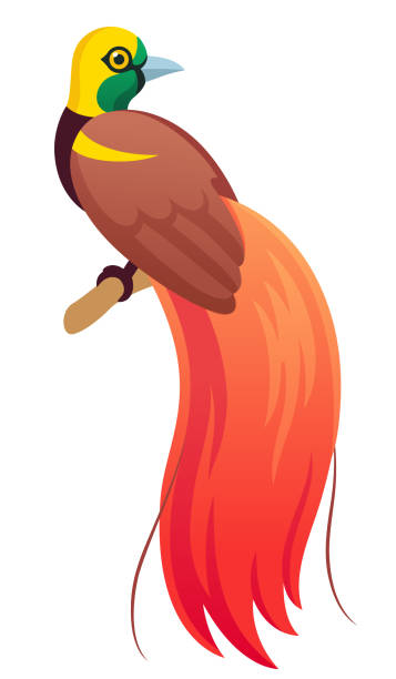Raggiana bird-of-paradisecartoon illustration Raggiana bird-of-paradise (Paradisaea raggiana) national bird of Papua New Guinea. Cartoon vector illustration. paradisaeidae stock illustrations