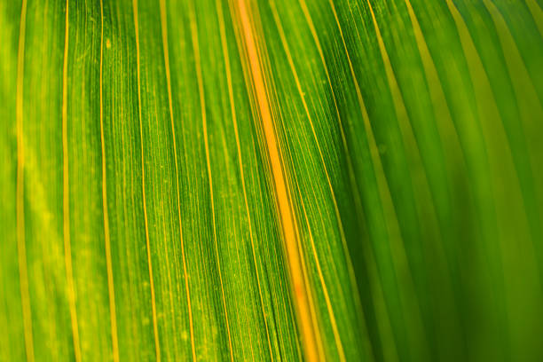 istock Corn leaf in macro, with selective focus and shallow deep of field 1409321058