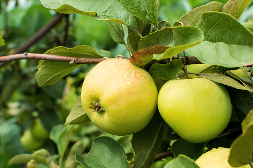 Green apples on the tree. Apple branch with fruits. On branch closeup on the background of the garden. Agriculture, organic, natural.