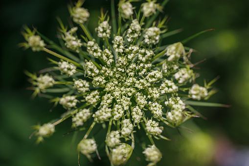 Flower head of onion with small white flowers blooming in summer in vegetable garden photo