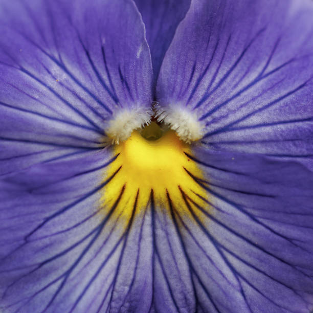 Closeup detailed macro photo of the blooming flower in the summer.