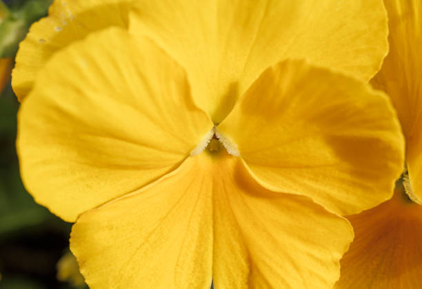 Closeup detailed macro photo of the blooming flower in the summer.