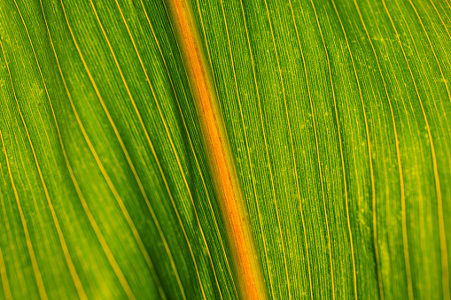 Corn crops in macro