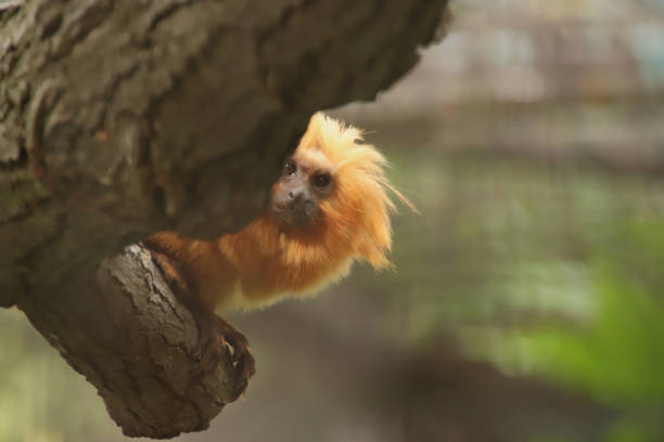 istock Peeking Tamarin 1409321210