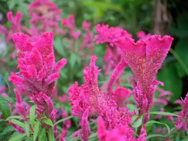Ornamental plant that thrives in tropical climates, Cockscomb (Celosia cristata) from the Amaranthaceae family.