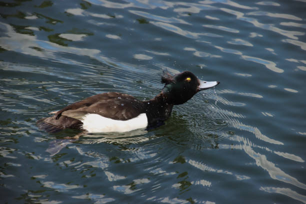 istock Tufted Duck Shaking off the Water 1409324240