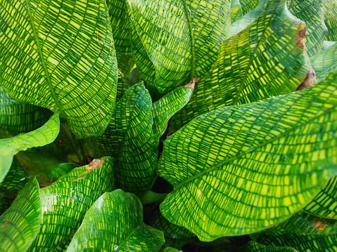 Closeup on the green mosaic pattern leaf of Calathea musaica