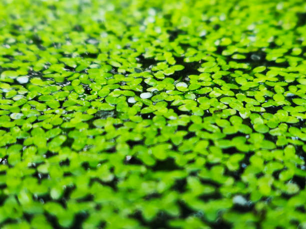istock Lemna minor leaves on water surface. Close up view. 1409324542