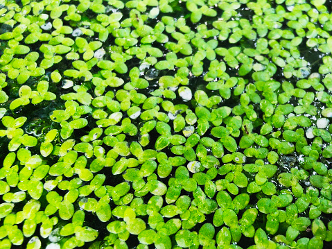 Lemna minor leaves on water surface. Close up view.