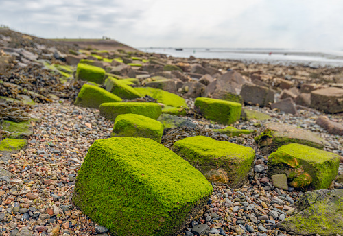 Large green blocks of concrete covered with algae lie on the shore of a Dutch estuary to protect the coast. In between are washed up pebbles.