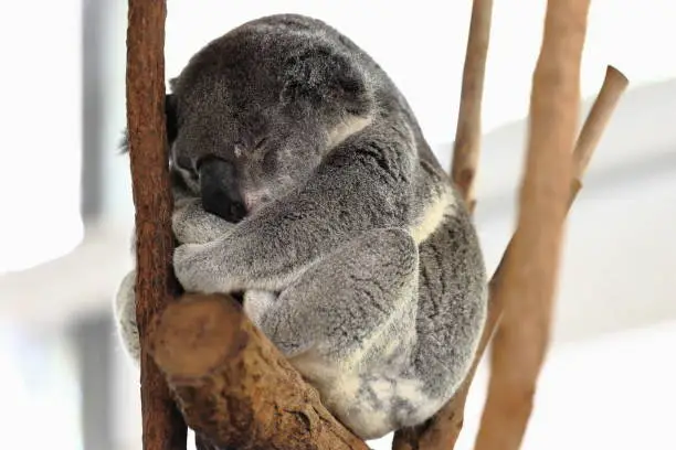 Photo of Small gray fur koala sleeping-branches of eucalyptus trees. Brisbane-Australia-054