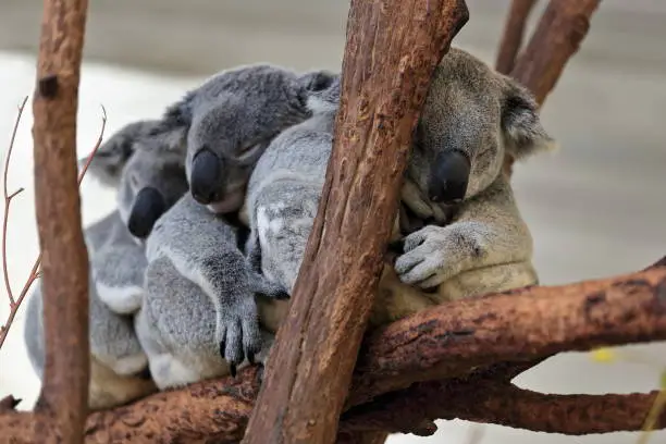 Photo of Three small gray fur koalas sleeping-branches of eucalyptus trees. Brisbane-Australia-056