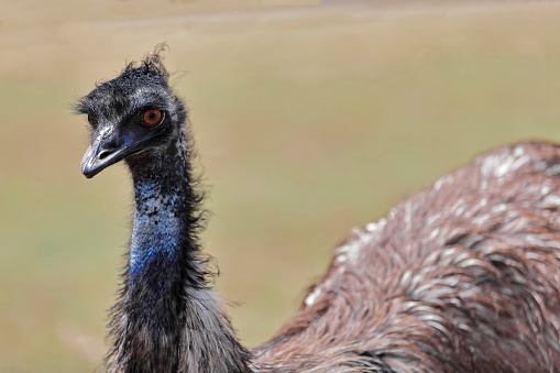 Emu bird in the sun-soft brown plumage of shaggy appearance-bluish face skin exposed-long neck resting half on leaf litter covered grassy ground. Brisbane-Queensland-Australia.