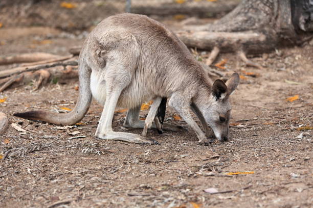 fermale gris de l’est kangourou-joey sortant de la poche. brisbane-australie-073 - joey kangaroo young animal feeding photos et images de collection