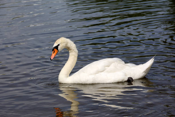 istock White swan swimming in a lake 1409327854