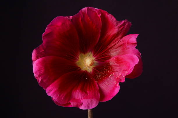 istock Red flower - Bristly Hfloriollyhock; Alcea Setosa 1409328030