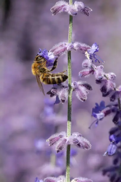 Photo of A bee pollinating a purple  flower. Pollination is an essential part of plant reproduction.