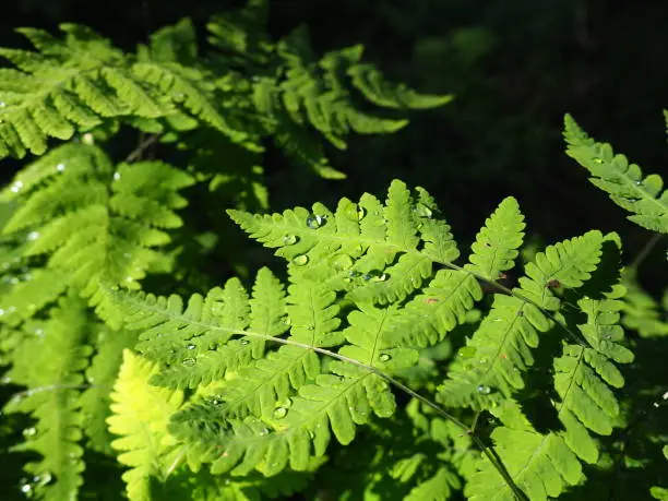 Photo of Drops of rain or dew on fern leaves. Beautiful, light, graceful fern branches. Close up. Ferns of the lower tier of the forest. Sunbeams in the taiga. Young green branches and leaves of a forest fern