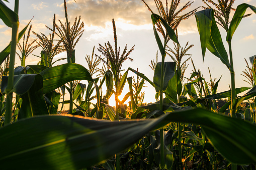 Sun piercing through corn crops in the field at sunset in the farmland of Pennsylvania