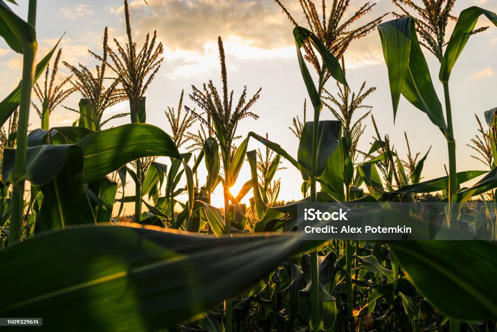 Sun piercing through corn crops in the field at sunset in the farmland of Pennsylvania Young corn crops in the field in Pennsylvania. Corn - Crop Stock Photo