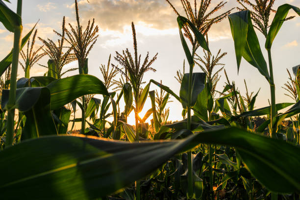 Sun piercing through corn crops in the field at sunset in the farmland of Pennsylvania stock photo