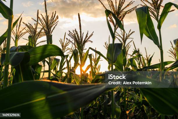 Sun Piercing Through Corn Crops In The Field At Sunset In The Farmland Of Pennsylvania Stock Photo - Download Image Now