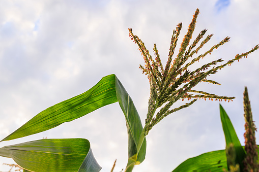 Young corn crops in the field in Pennsylvania.