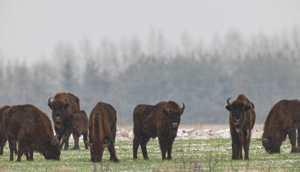 istock European Bison herd resting in snowfall 1409331448