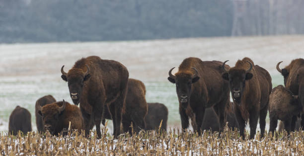 istock European Bison herd feeding in snowy field 1409331895