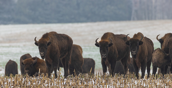 European Bison herd feeding in snowfall with old females in foreground, Podlaskie Voivodeship, Poland, Europe