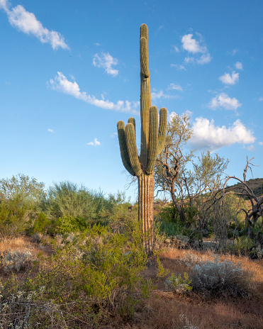 Saguaro Cactus  and hiking trail near Tucson Arizona on the Sweetwater Preserve