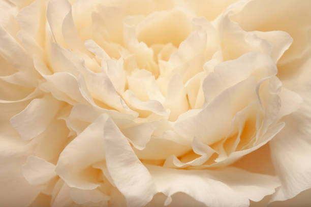 Peony bloom