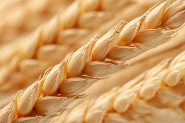 小麦の穂のクローズアップ - nature close up full frame macro ストックフォトと画像