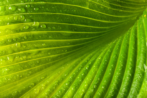 A green leaf with raindrops