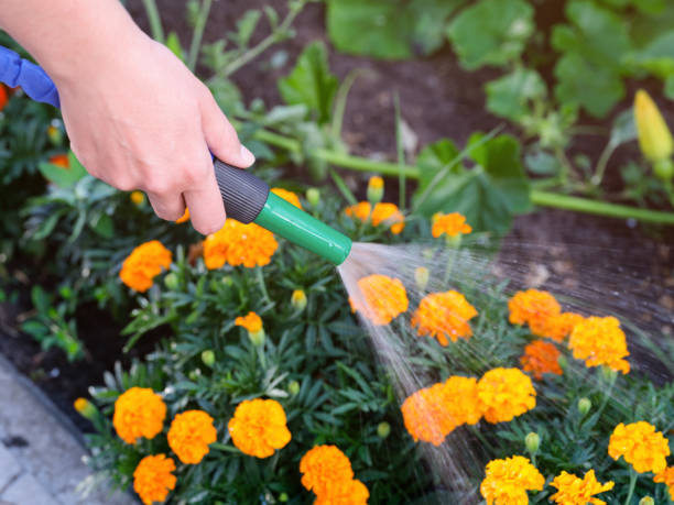 A close-up shot of a woman watering tagetes with a hose stock photo