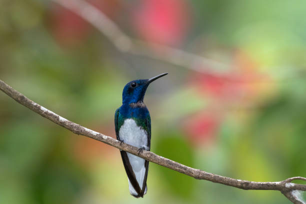 istock White-Necked Jacobin (hummingbird) perched in front of red flowers 1409332831
