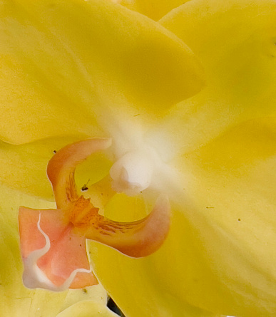 Macrophotography of yellow orchid.