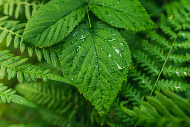 クローズアップされた緑の葉の質感。自然の背景。 - tree leaf green chlorophyll ストックフォトと画像