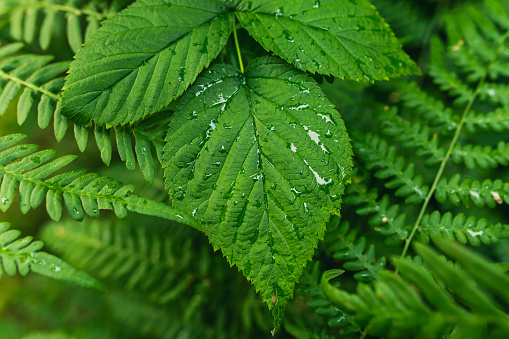 The texture of green foliage close-up. Natural background.