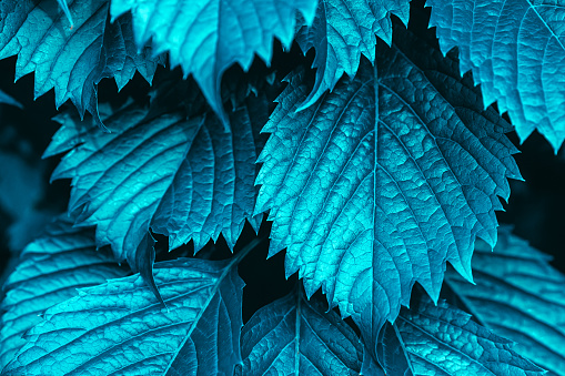 The texture of blue foliage close-up. Natural background. Cyan color. Magenta