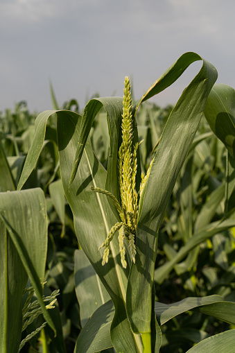 From inside the cornfield, in one of the plants, the corn flower is green and does not have ears yet, it is in the growth phase.