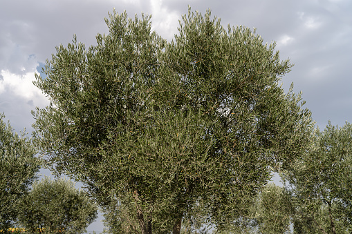 On a cloudy sky a young olive tree in a farm plantation, no one can be seen.