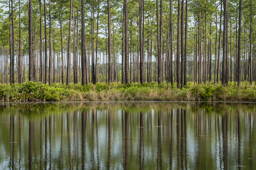 Cypress trees reflected in water in the Okefenokee Swamp Wildlife Refuge, Georgia.