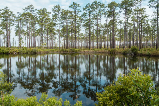 reserva natural nacional de okefenokee swamp - cypress swamp fotografías e imágenes de stock