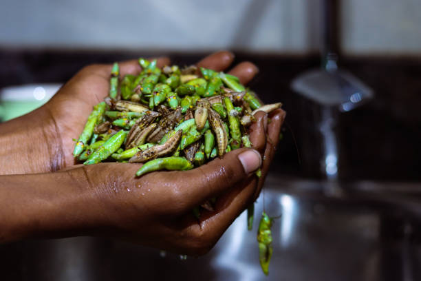 istock High quality Ugandan Nsenene grasshoppers being hand washed 1409337404