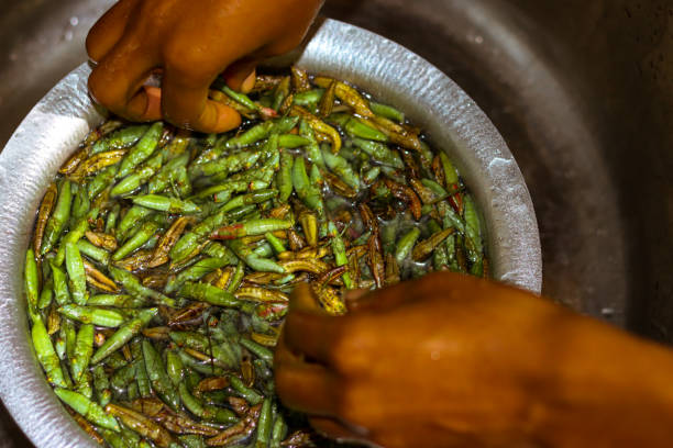 istock High quality Ugandan Nsenene grasshoppers being hand washed 1409337584