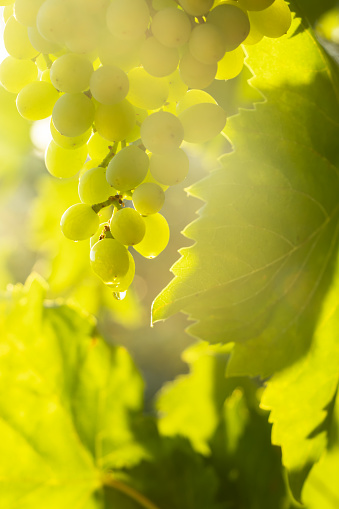 A bunch of white grapes with a drop of water hanging on a vine at sunset.