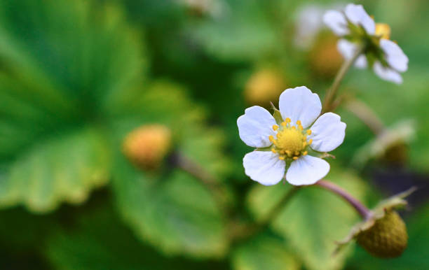 istock Blooming strawberries on the flower bed 1409337919